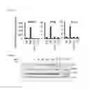 Fig. 04 - 5′-triphosphate oligoribonucleotides