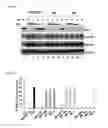 Fig. 10 - 5′-triphosphate oligoribonucleotides