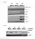 Fig. 22 - 5′-triphosphate oligoribonucleotides