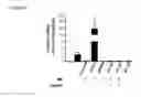 Fig. 29 - 5′-triphosphate oligoribonucleotides