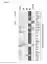 Fig. 30 - 5′-triphosphate oligoribonucleotides