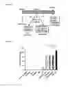 Fig. 46 - 5′-triphosphate oligoribonucleotides