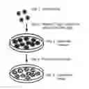 Fig. 01 - MiRNA molecule defined by its source and its diagnostic and therapeutic uses in diseases or conditions associated with EMT