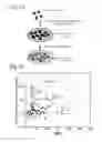 Fig. 02 - MiRNA molecule defined by its source and its diagnostic and therapeutic uses in diseases or conditions associated with EMT