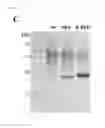 Fig. 05 - Universal protein overexpression tag comprising ramp function, and application thereof