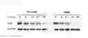 Fig. 12 - Universal protein overexpression tag comprising ramp function, and application thereof