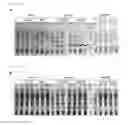 Fig. 14 - Universal protein overexpression tag comprising ramp function, and application thereof