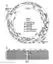 Fig. 04 - Telomerator-a tool for chromosome engineering
