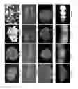 Fig. 09 - Soybean AGB1 promoter and its use in tissue-specific expression of transgenic genes in plants