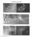 Fig. 07 - Methods and Compositions for Targeting Sequences of Interest to the Chloroplast