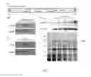 Fig. 04 - Modified promoter sequence and application thereof