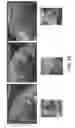 Fig. 25 - Tissue specific reduction of lignin