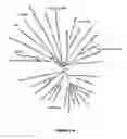 Fig. 20 - PLANTS HAVING ENHANCED YIELD-RELATED TRAITS AND A METHOD FOR MAKING THE SAME