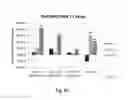 Fig. 22 - FUNCTIONAL EXPRESSION OF BACTERIAL MAJOR FACILITATOR SUPERFAMILY MFS GENE IN MAIZE TO IMPROVE AGRONOMIC TRAITS AND GRAIN YIELD