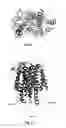 Fig. 42 - FUNCTIONAL EXPRESSION OF BACTERIAL MAJOR FACILITATOR SUPERFAMILY MFS GENE IN MAIZE TO IMPROVE AGRONOMIC TRAITS AND GRAIN YIELD