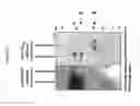 Fig. 20 - MGMT-based method for obtaining high yields of recombinant protein expression