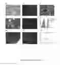 Fig. 03 - Stem cell gene targeting