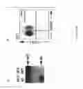 Fig. 08 - Stem cell gene targeting
