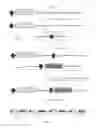 Fig. 04 - Methods and products for producing engineered mammalian cell lines with amplified transgenes