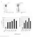Fig. 11 - Methods and products for producing engineered mammalian cell lines with amplified transgenes