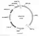 Fig. 49 - Methods for regulating nitrogen metabolism during the production of ethanol from corn by metabolically engineered yeast strains