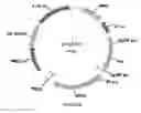 Fig. 65 - Methods for regulating nitrogen metabolism during the production of ethanol from corn by metabolically engineered yeast strains