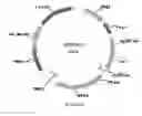Fig. 69 - Methods for regulating nitrogen metabolism during the production of ethanol from corn by metabolically engineered yeast strains