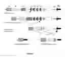 Fig. 02 - Recombination sequence (RS) rearrangement frequency as a measure of central B cell tolerance
