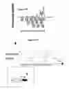 Fig. 18 - Recombination sequence (RS) rearrangement frequency as a measure of central B cell tolerance