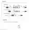 Fig. 25 - Recombination sequence (RS) rearrangement frequency as a measure of central B cell tolerance
