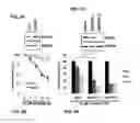 Fig. 12 - Method for treating muscle-invasive bladder cancer, containing S100A9 and EGFR inhibitors and cisplatin as active ingredients
