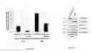 Fig. 11 - MARKER OF BREAST TUMORS FROM THE LUMINAL-B SUBTYPE