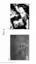 Fig. 03 - Hot-rolled steel sheet and method for producing the same