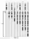Fig. 15 - Swellable elastomer plug and abandonment swellable plugs