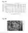 Fig. 07 - Slide member, refrigerant compressor incorporating slide member, refrigerator and air conditioner