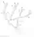 Fig. 01 - Device and method for measuring an antler
