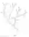 Fig. 02 - Device and method for measuring an antler
