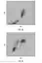 Fig. 03 - Basophil analysis system and method