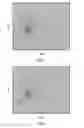 Fig. 05 - Basophil analysis system and method