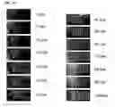 Fig. 33 - Detection of gas-phase analytes using liquid crystals