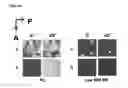 Fig. 44 - Detection of gas-phase analytes using liquid crystals