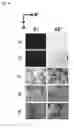 Fig. 47 - Detection of gas-phase analytes using liquid crystals