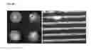 Fig. 65 - Detection of gas-phase analytes using liquid crystals