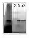 Fig. 02 - Methods and Compositions for Phototransfer