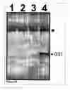 Fig. 05 - Methods and Compositions for Phototransfer