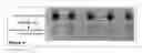 Fig. 07 - Methods and Compositions for Phototransfer