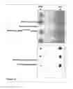Fig. 18 - Methods and Compositions for Phototransfer