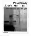 Fig. 19 - Methods and Compositions for Phototransfer