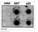Fig. 20 - Methods and Compositions for Phototransfer