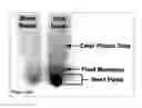 Fig. 28 - Methods and Compositions for Phototransfer